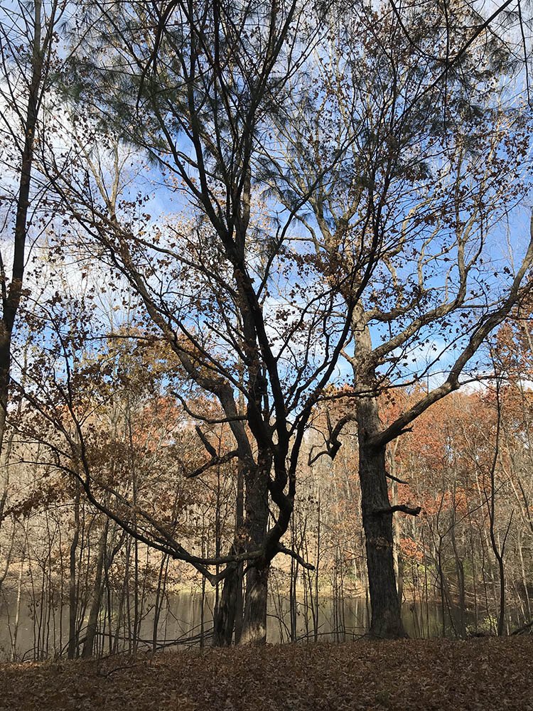 Johnson Preserve 2 1000