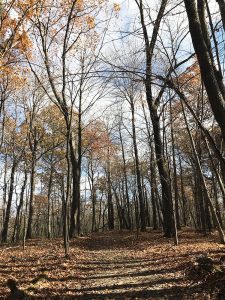 Johnson Preserve 4 1000