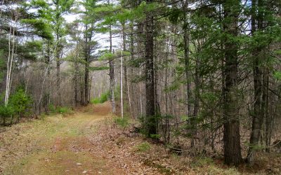 Telemark Forest Conservation Opportunity