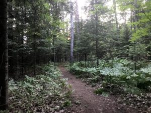 Nature Image of Trail in Summer