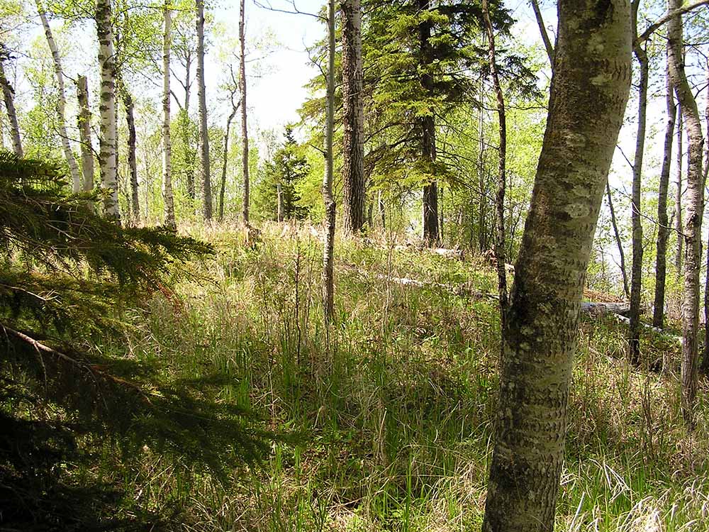 Mouth of the Middle River Forest View