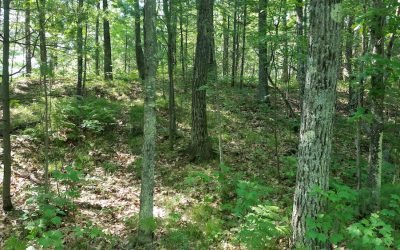 Landmark Conservancy to Protect 218 Acres of Telemark Forest