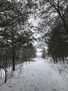 Trail at Colfax Red Cedar Preserve