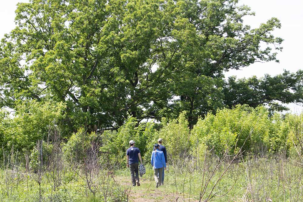 3 people walking up to tree at Fitz prairie