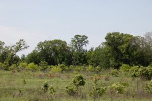 Mary Fitz Park Prairie