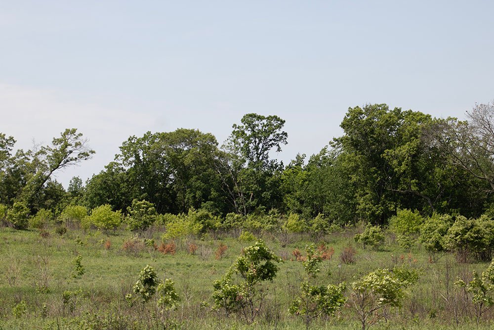 Mary Fitz Park Prairie
