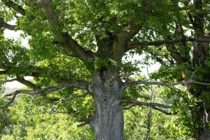 Tree Closeup in Mary E Fitz Prairie
