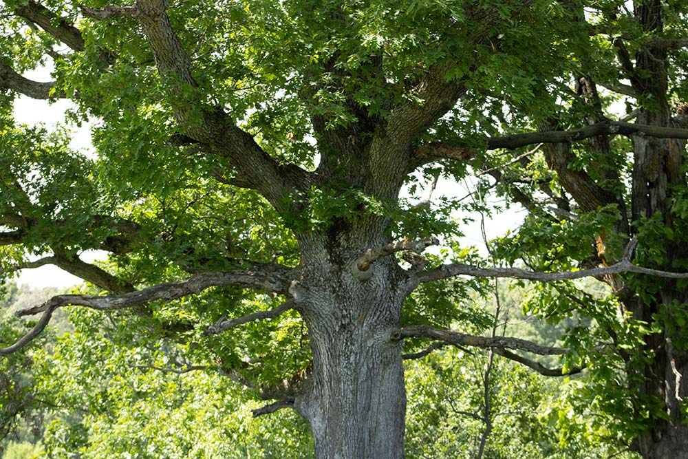 Tree Closeup in Mary E Fitz Prairie