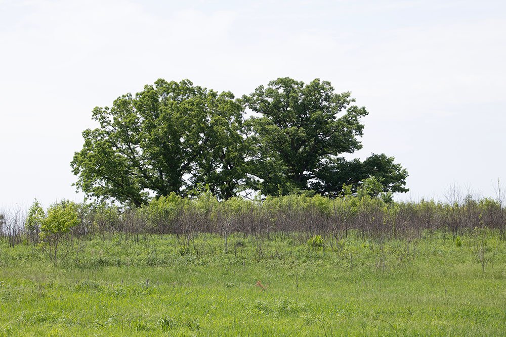Tree in Mary E Fitz Prairie