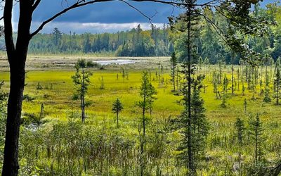 Hay Creek Springs Protected Forever