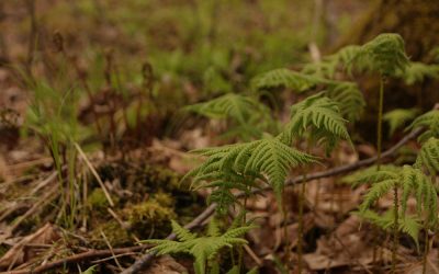 Looking ahead to the 2024 volunteer monitoring season!