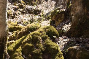 Moss at Pine Coulee