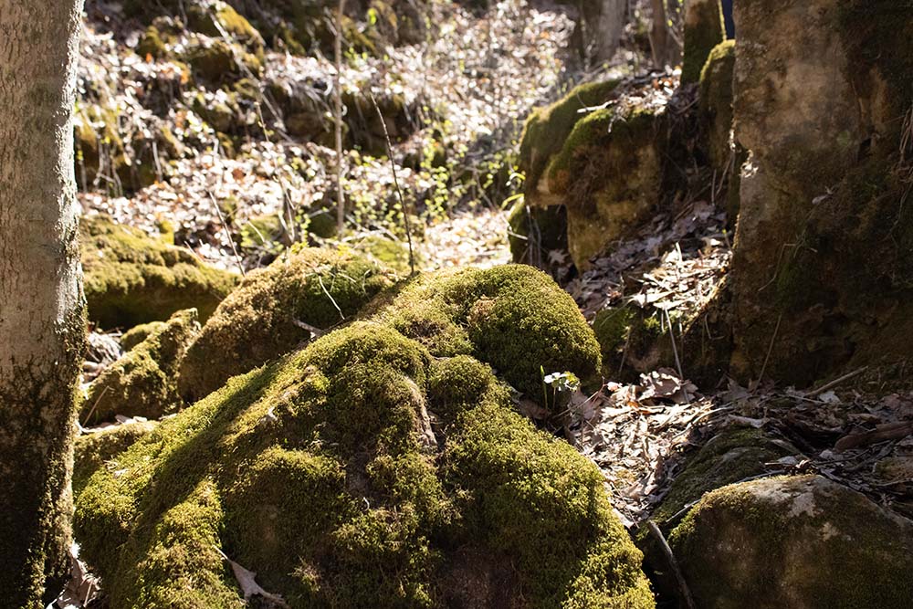 Moss at Pine Coulee