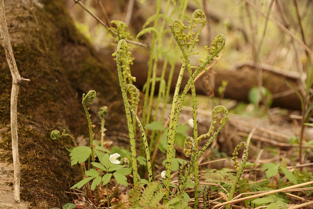 Fiddleheads and anemone Fiddleheads and anemone