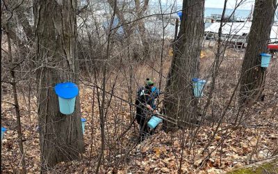 Sugaring Along the Brownstone Trail