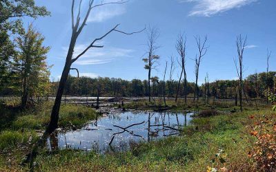 Canvasback Lake: a Habitat Haven for Waterfowl