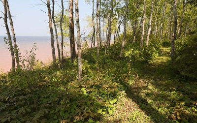 Restoration at Mouth of the Middle River Conservation Area