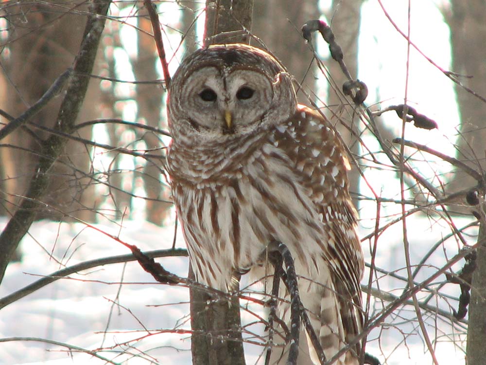 Barred Owl web Barred Owl