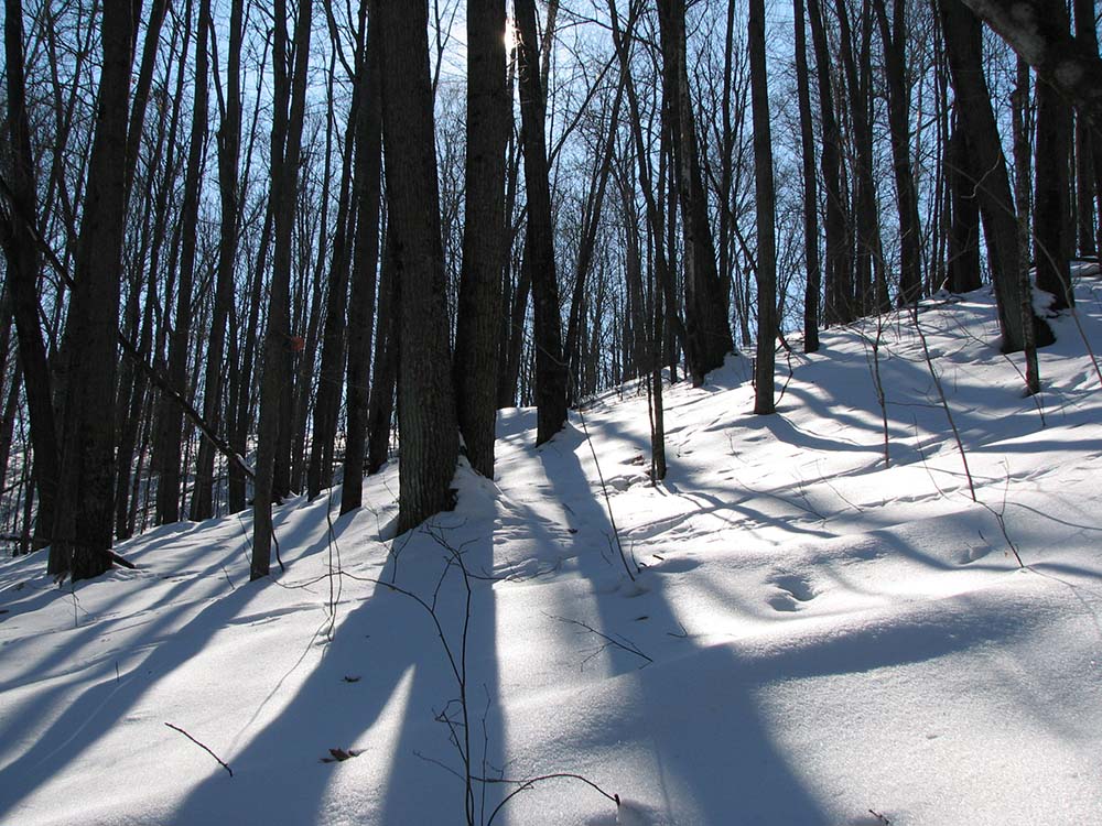 Trees and shadows on snow web Chippewa glacial moraine landscape rolling hills