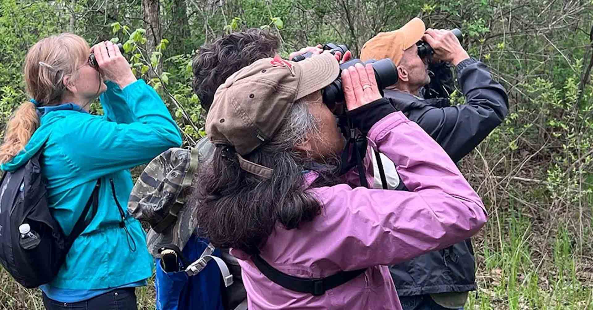 Birdwatchers using binoculars in the forest