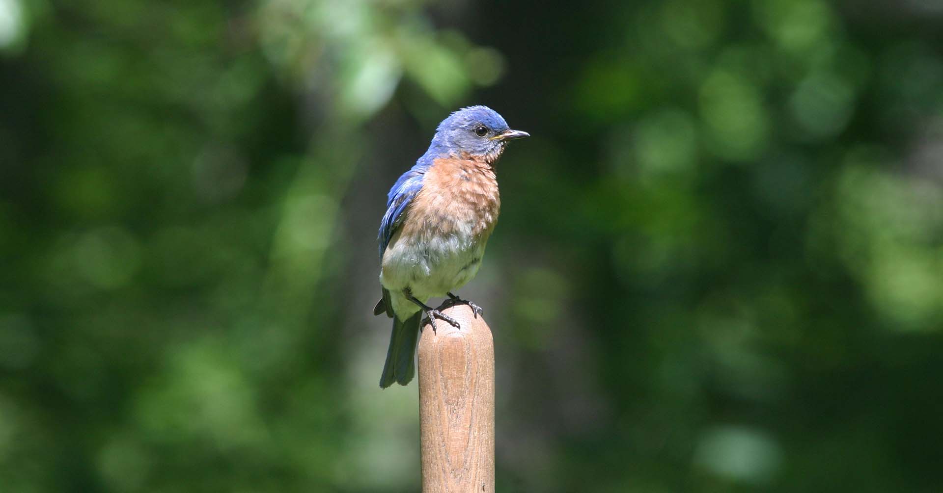 Eastern Bluebird