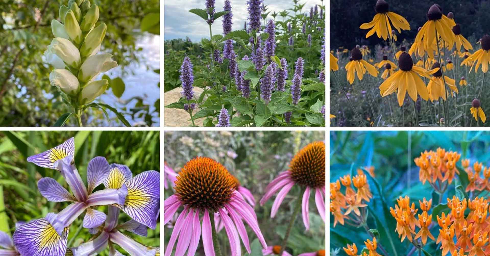 Wisconsin Native Plant Species