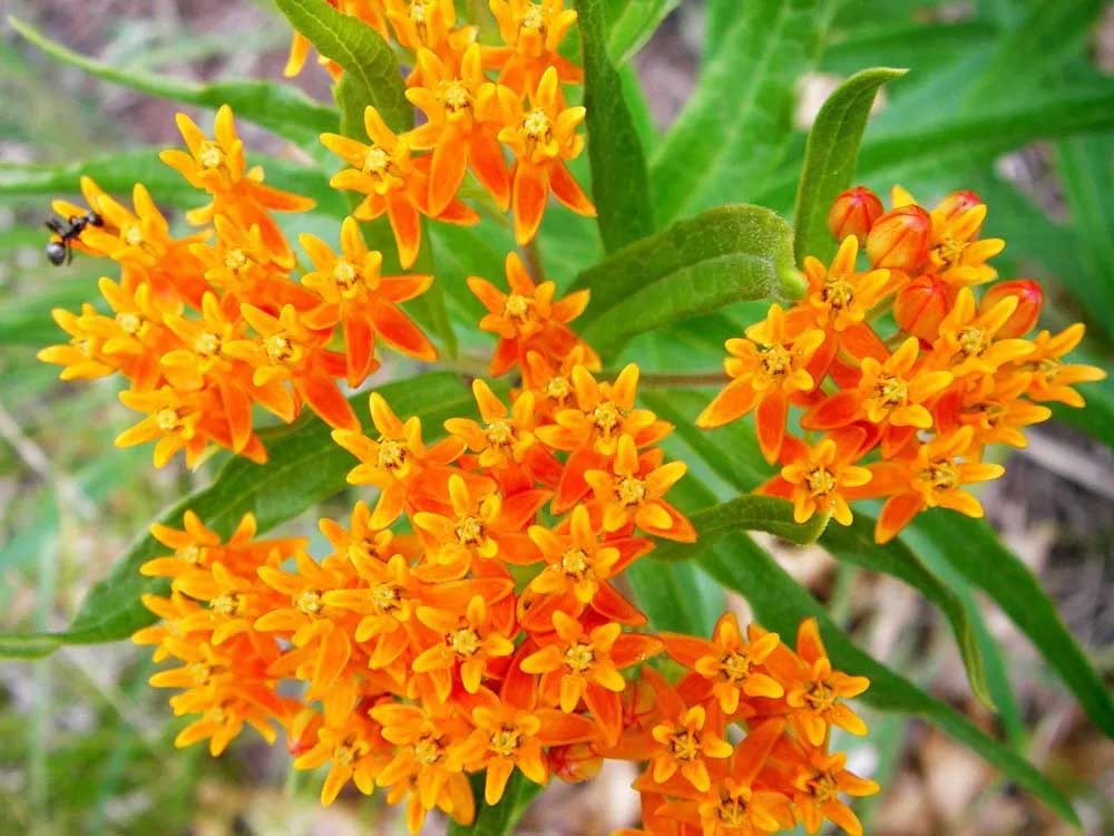 Butterfly Weed Butterfly Weed
