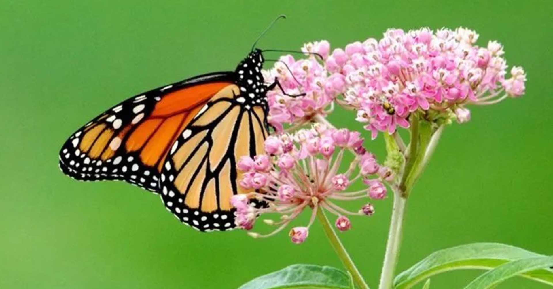 Monarch Bird Photo Credit Pheasants-Forever