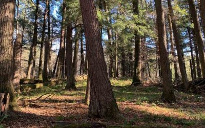 Family Land on Lake Namakagon to Remain a Haven for Wildlife