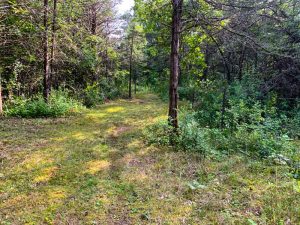 Grass trail leading to forested area.