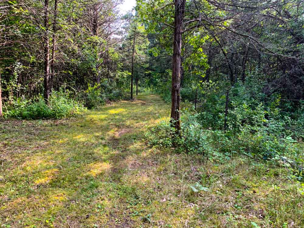 Grass trail leading to forested area.