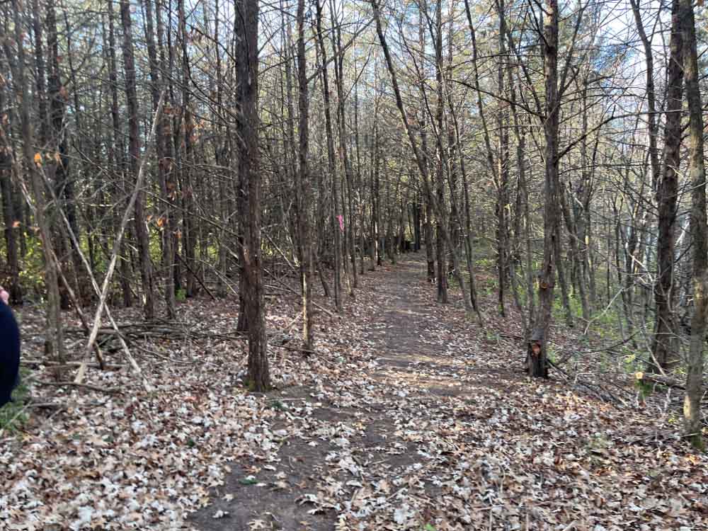 Gravel trail covered with autumn leaves through a stand of cedar trees.