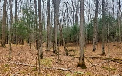 Graham Forest Provides Watershed Protection and an Oasis for Wildlife