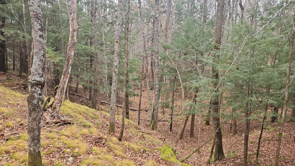 Ravines Ravines drain the land northward into the Marengo River.