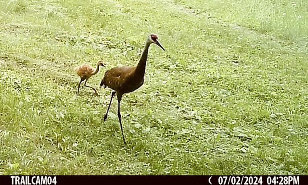 Cranes on trail camera. Photo credit: Rick Neville Cranes on trail camera. Photo credit: Rick Neville.
