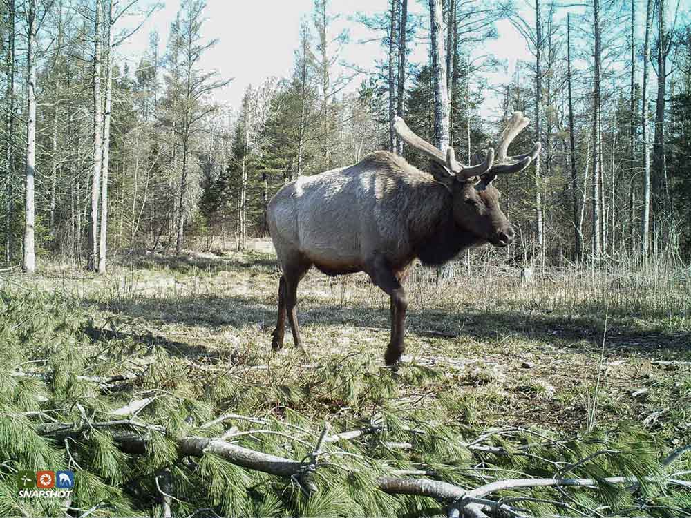 The Neville’s conservation easement extends habitat for species like elk. Photo credit: Snapshot Wisconsin The Neville’s conservation easement extends habitat for species like elk. Photo credit: Snapshot Wisconsin.