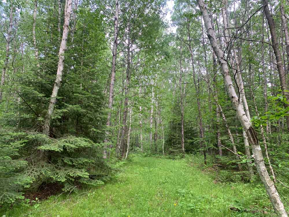 Intact forest on the property is important for wildlife and water quality Intact forest on the property is important for wildlife and water quality.