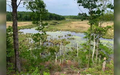 Hay Creek Wetlands Project Preserves and Extends Essential Habitat
