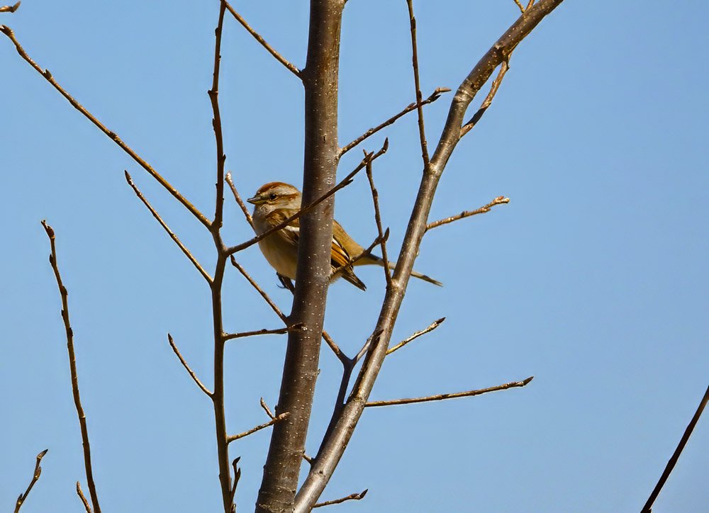 © Tom Andersen - American Tree Sparrow American Tree Sparrow