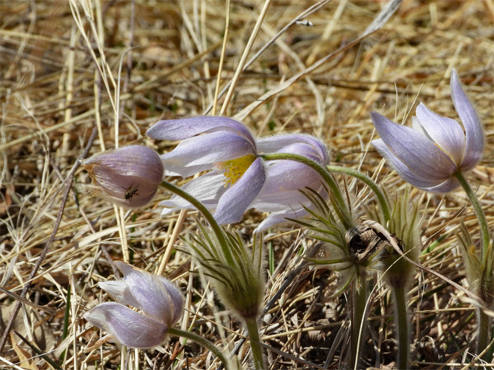 © Tom Andersen - Anemone Patens - Pasque Flower Pasque flowers (Anemone patens)