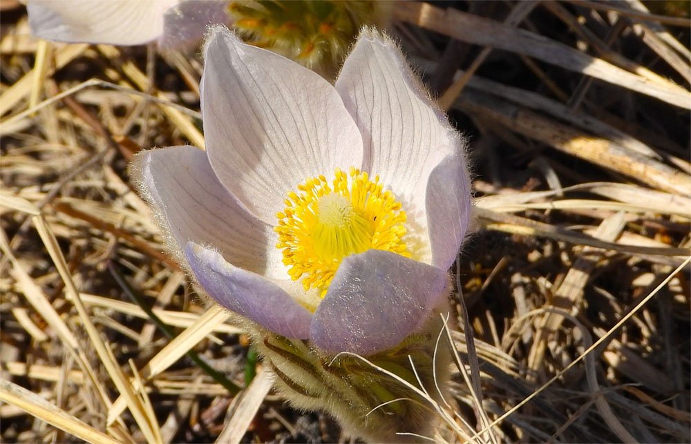 © Tom Andersen - Anemone Patens - single Pasque Flower Pasque flower is a rare plant in the wild.
