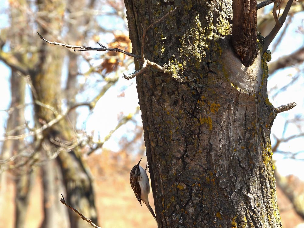 © Tom Andersen - Brown Creeper Brown Creeper