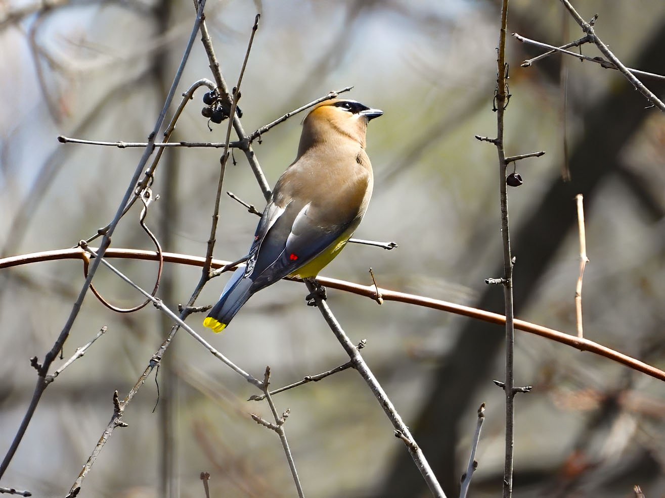 © Tom Andersen - Cedar Waxwing Cedar Waxwing