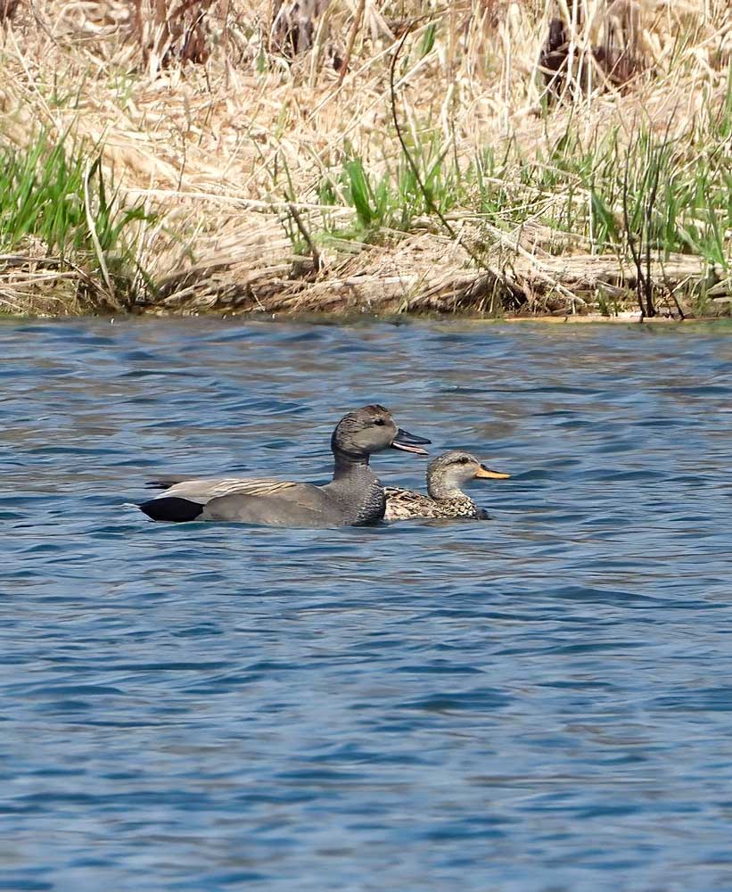 © Tom Andersen - Gadwall Pair Gadwall Pair