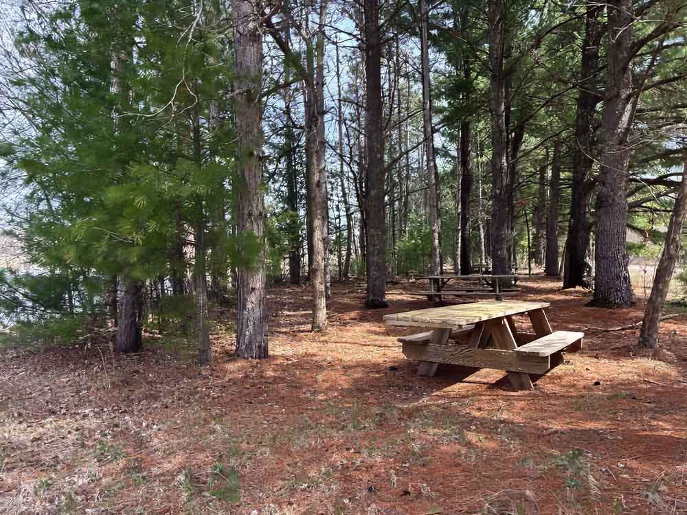 © Tom Andersen - Lakeside picnic area Lakeside picnic area amidst the beautiful pines.