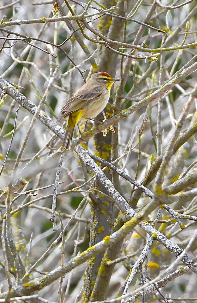 © Tom Andersen - Palm Warbler Palm Warbler
