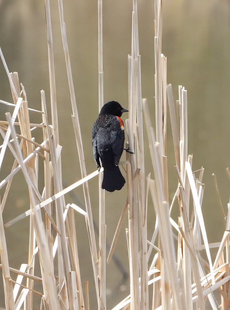 © Tom Andersen - Red-winged Blackbird Red-winged Blackbird