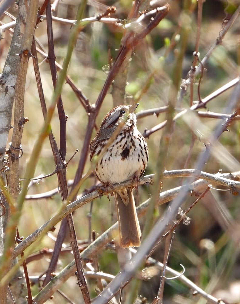 © Tom Andersen - Song Sparrow Song Sparrow