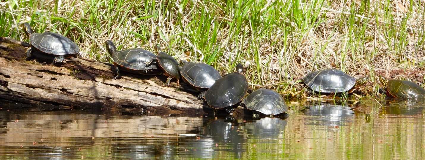 © Tom Andersen - Western Map Turtles Western Map Turtles