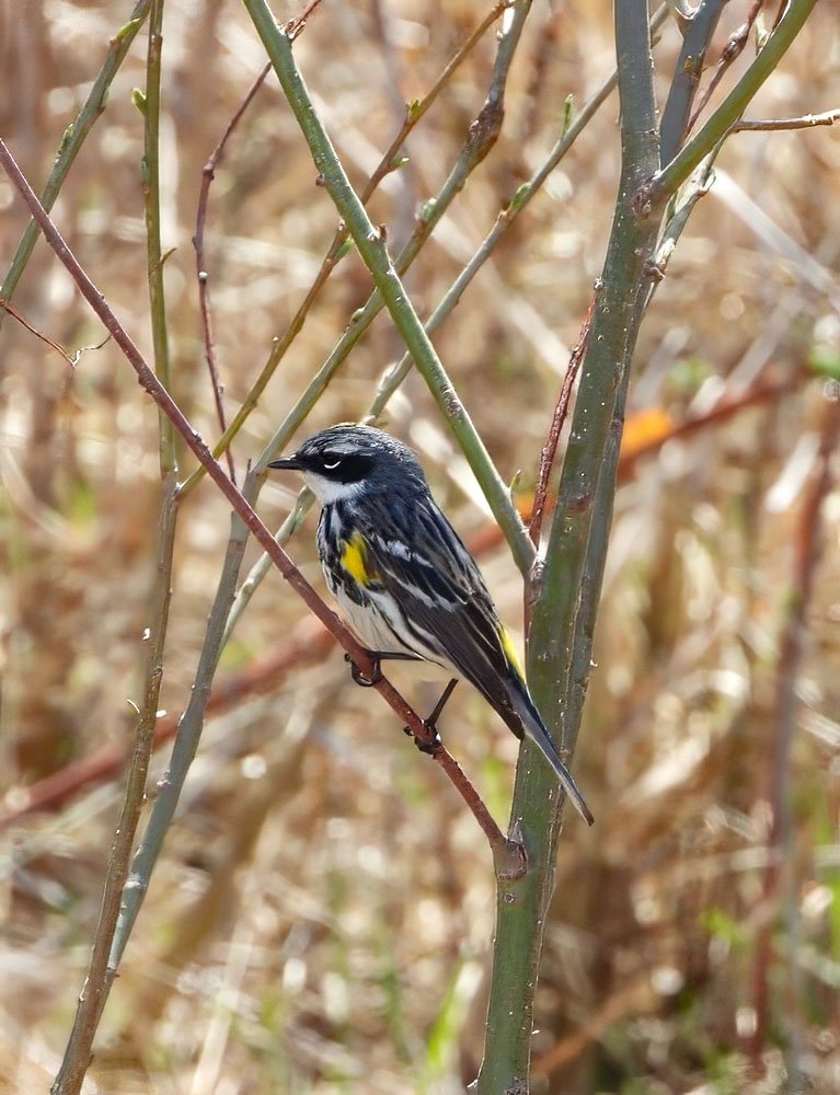 © Tom Andersen - Yellow-Rumped Warblers Yellow-rumped Warbler